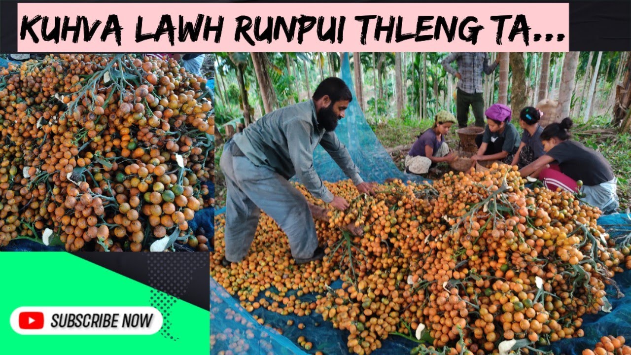 KUHVA (Arecanut) lawh runpui thleng chho ta😄👍