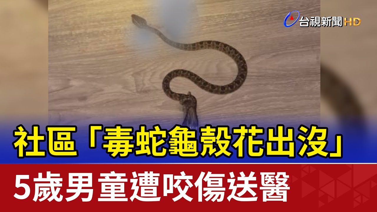 社區「毒蛇龜殼花出沒」 5歲男童遭咬傷送醫
