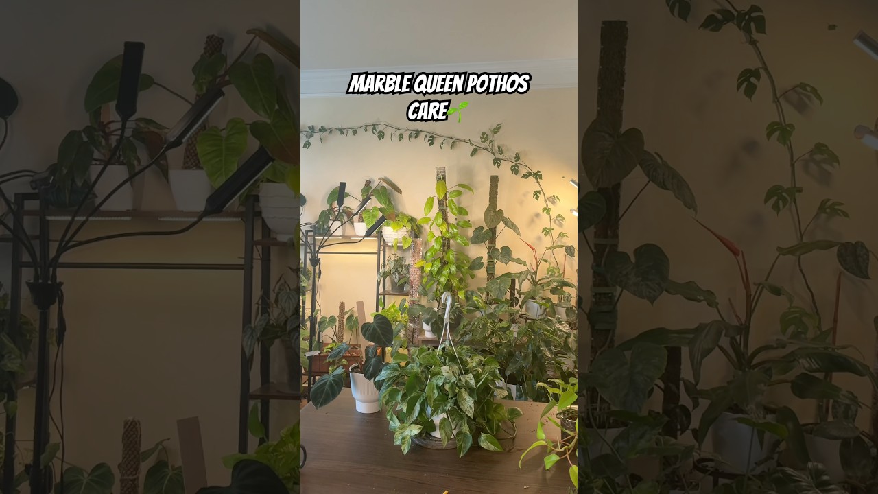 How to care for a marble queen pothos #plantcare #plantmaintenance #plantroom