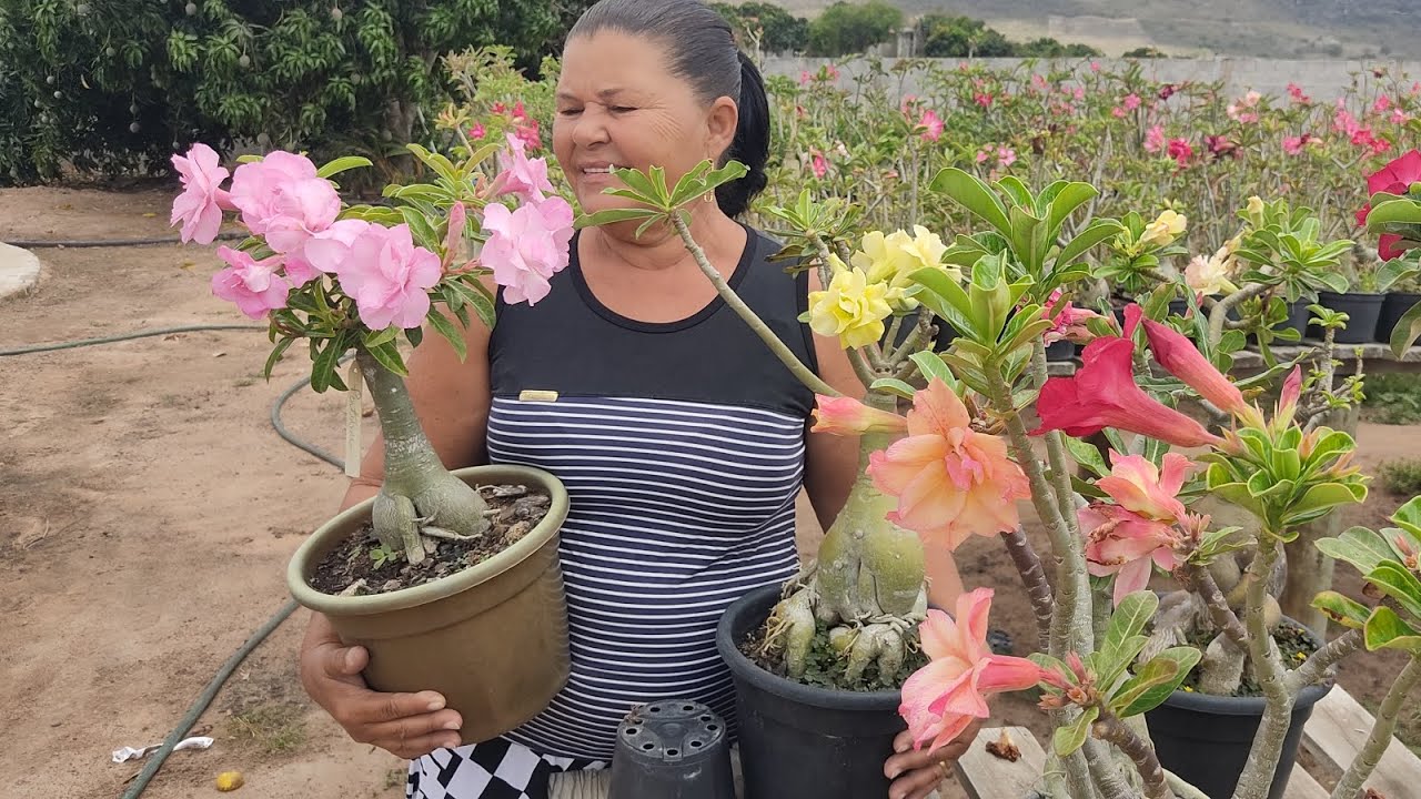 Visitando novamente o estaleiro de rosas do deserto da Irene.