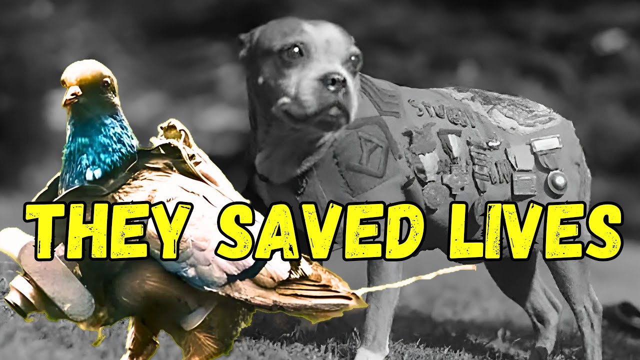 🤯 You won't believe what animals participated in WWI! Unique photos