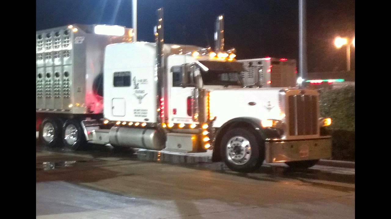 Cow haulin rock star