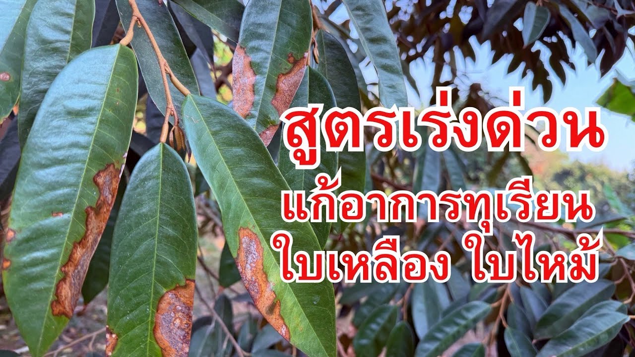 ￼ สูตรเร่งด่วน แก้อาการทุเรียนใบเหลืองใบไหม้