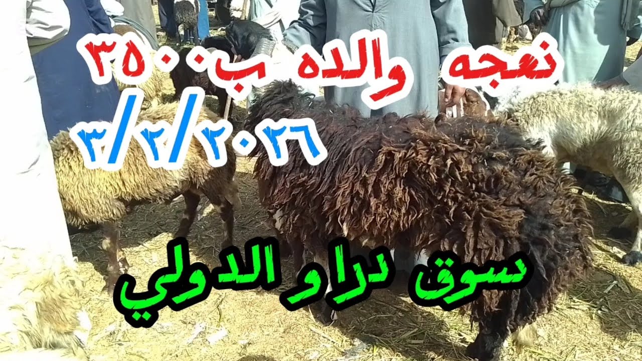 #اسعارالغنم والماعز داخل سوق دراو ٣/٢
