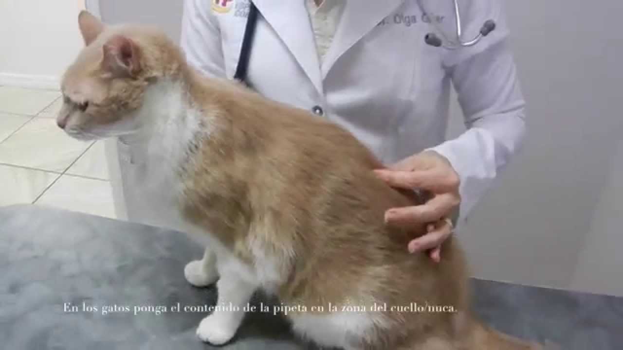 Como poner la pipeta a un gato