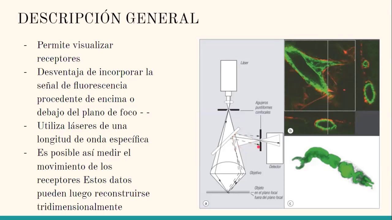 Microscopía confocal
