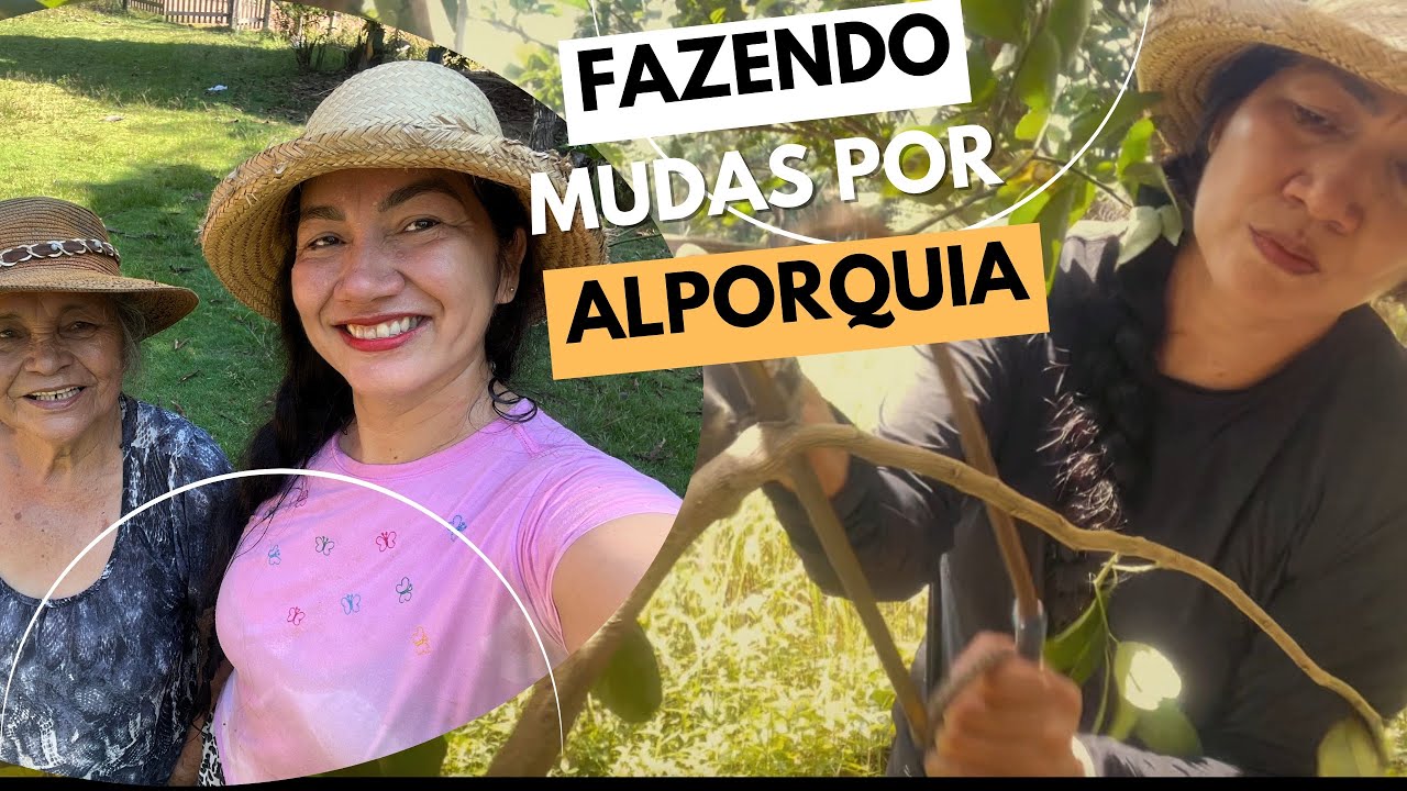 FAZENDO ALPORQUIA, SERÁ QUE DEU CERTO? #alporquia #amazonas