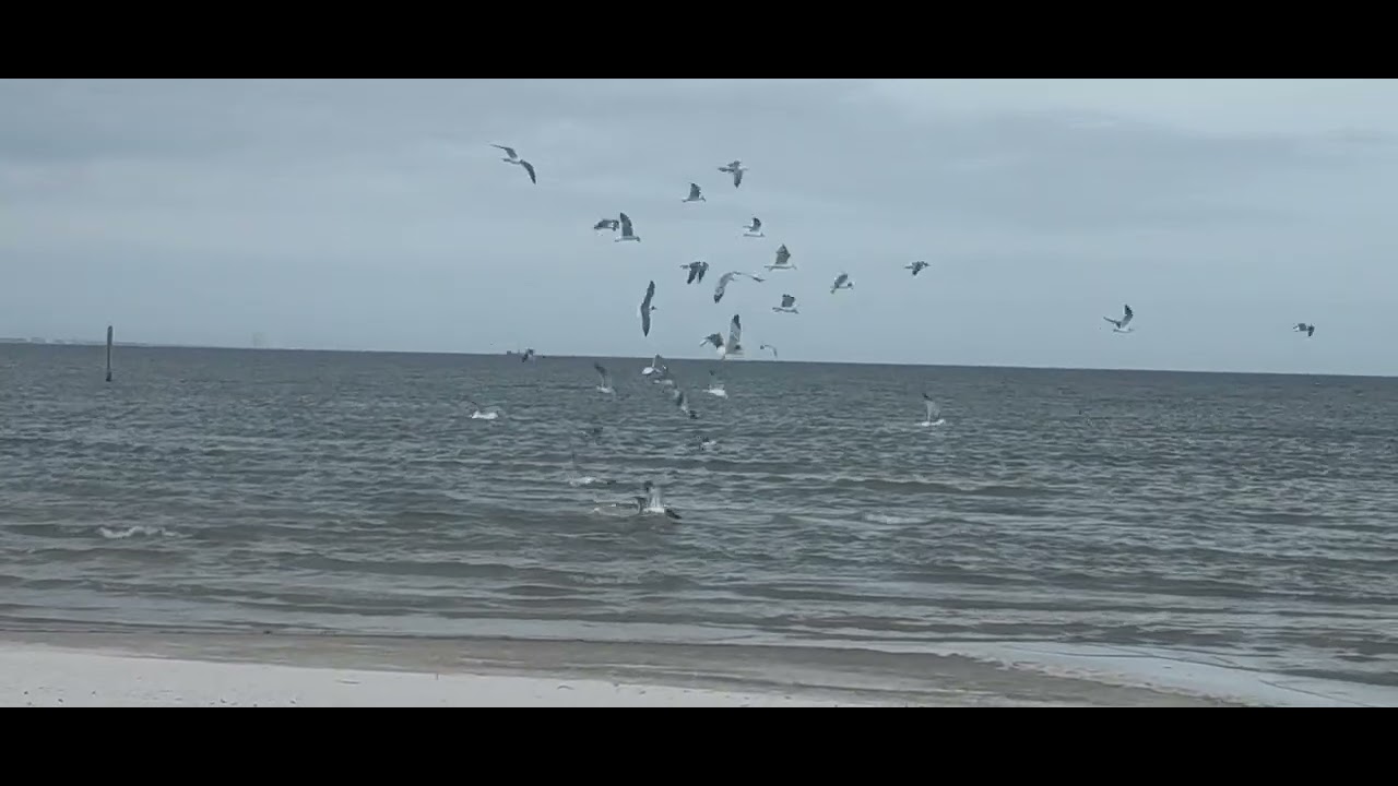 Feeding the birds