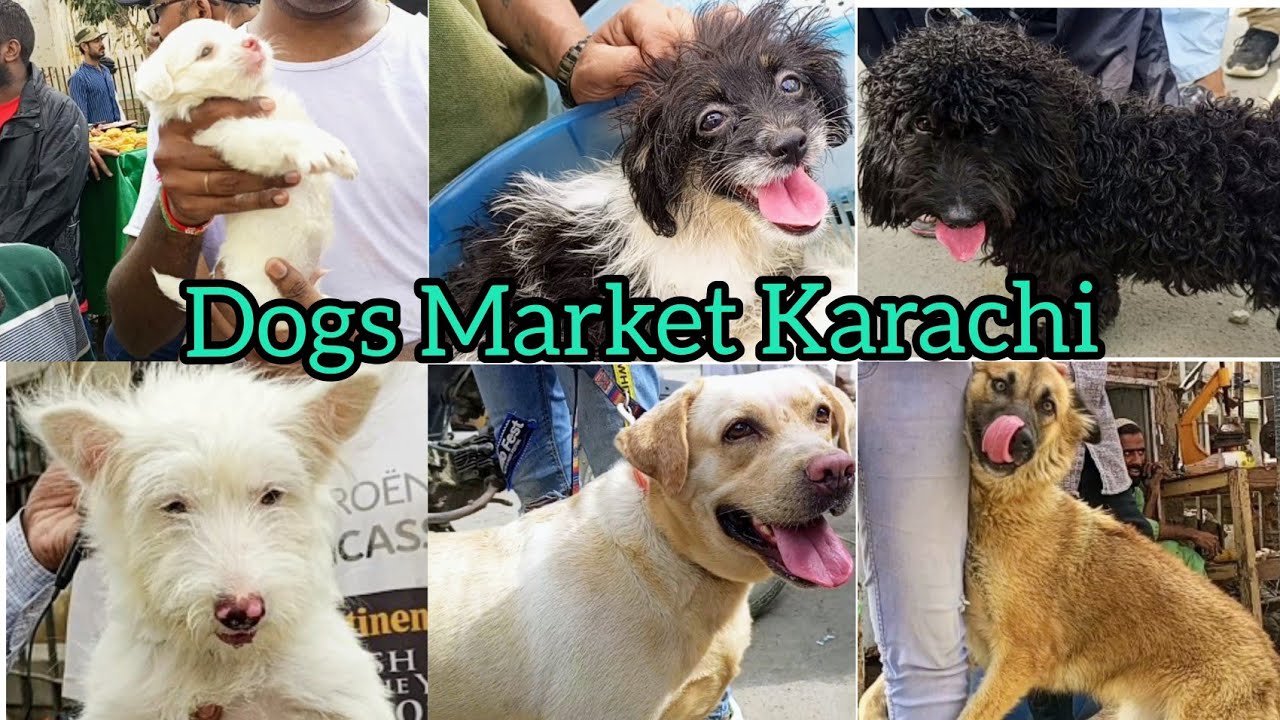 Dogs Market Saddar Karachi Update kutton ki market 25-9-22 #babapetsinfo #dogs #dogvlogs