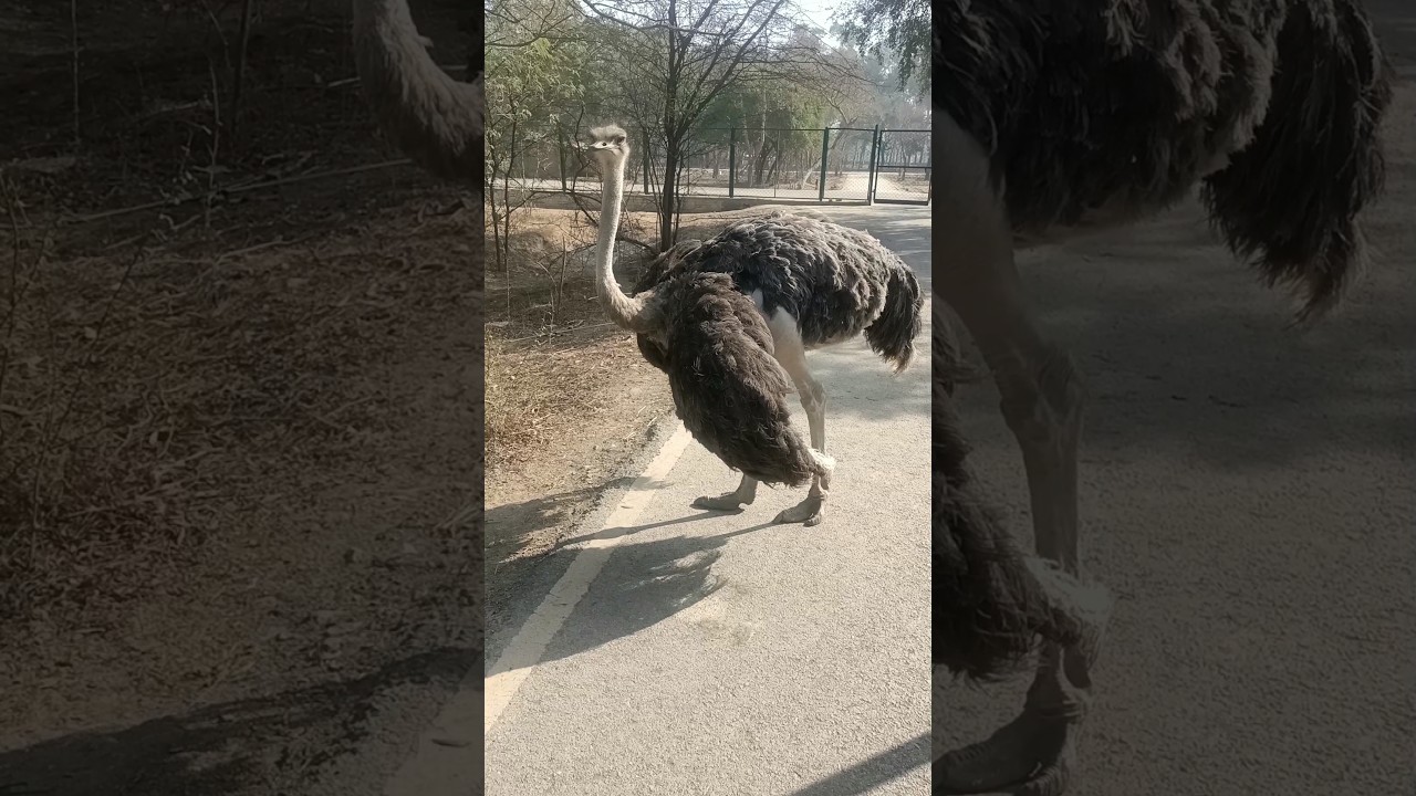 Glimpse from the Lahore Safari Park 😍 #travel #nature #animals #wildlife #zoo