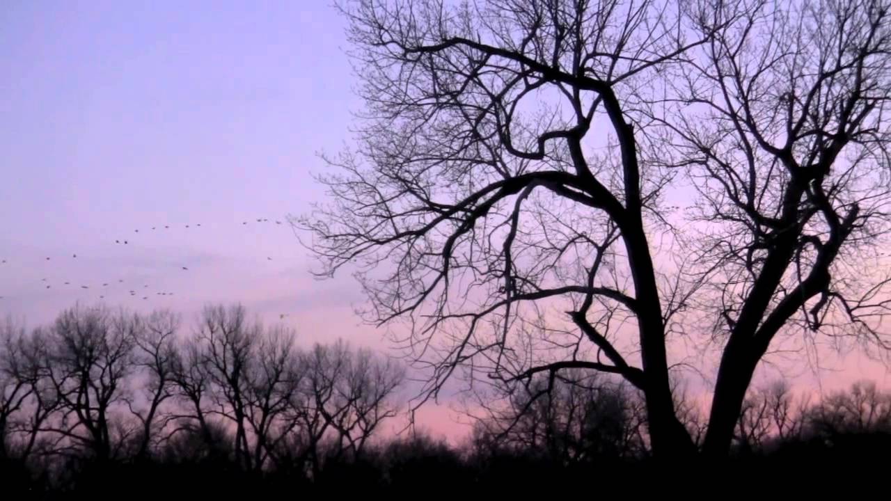 Rowe Sanctuary Sandhill Cranes HD