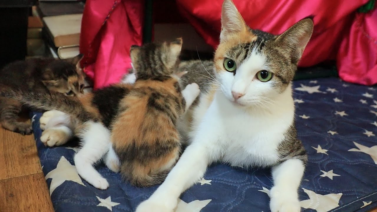 Samsaek is greeting you after a long time. And her kittens grew a lot.