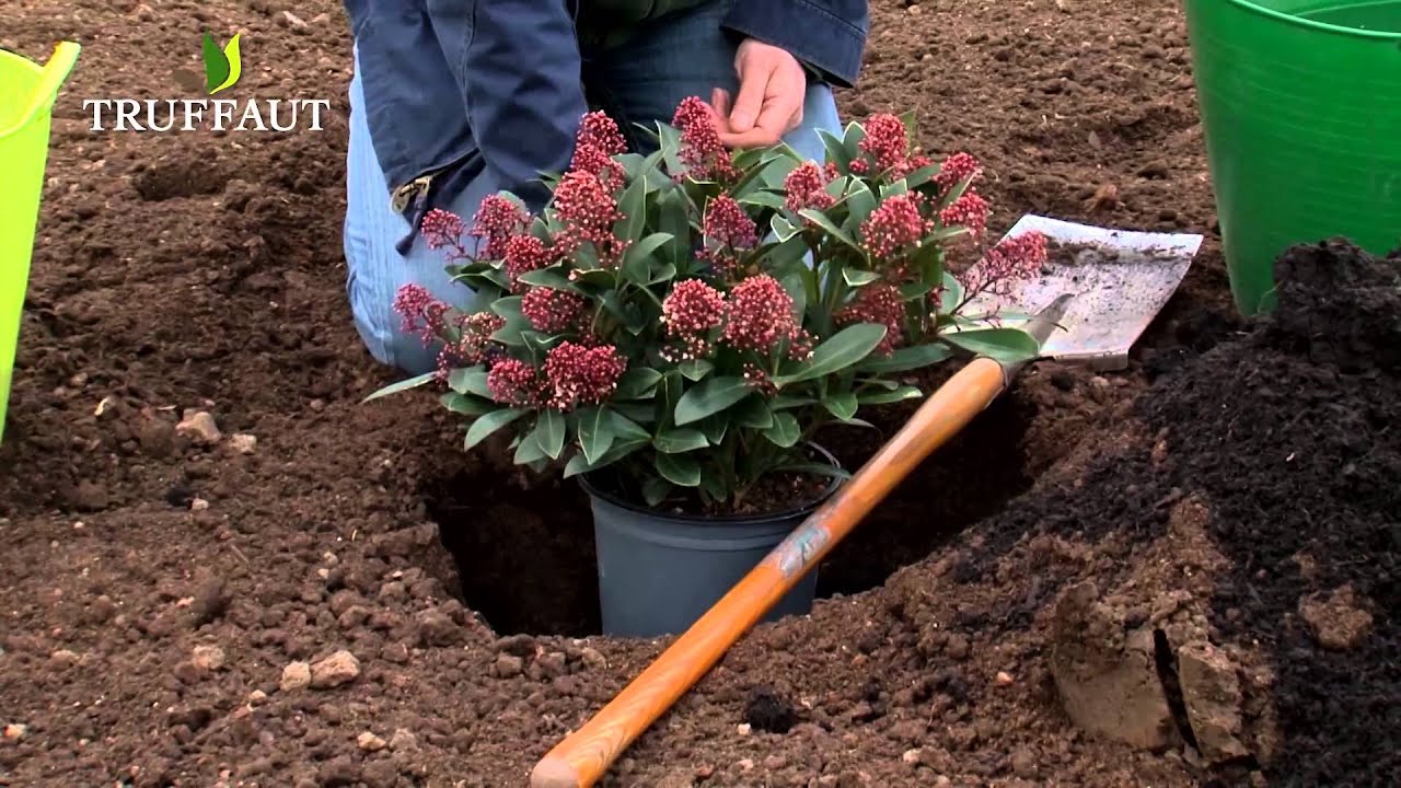 Skimmia : plantation et entretien - Truffaut