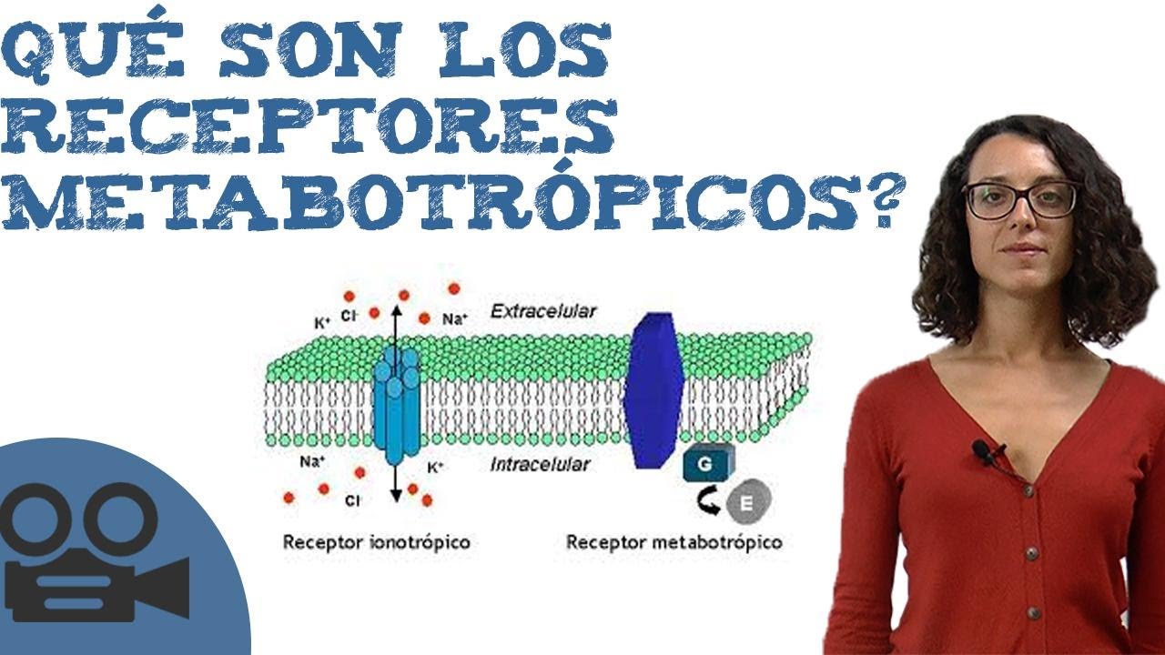Qué son los receptores metabotrópicos