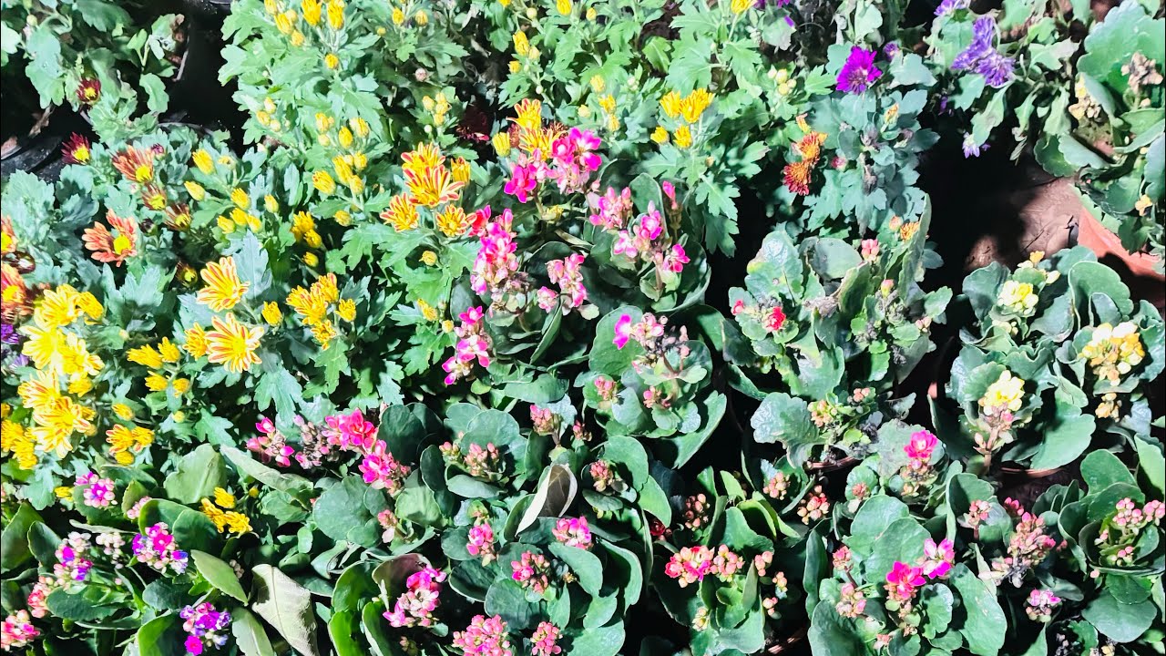 Road Side Nursery plant Visit | Best Beautiful Varieties of Roses | Hyderabad Nursery plants.