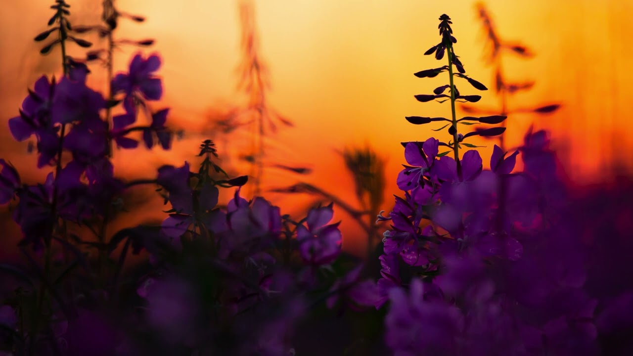 Holding on Till Spring - Headlund, Romantic Relaxing Guitar Music, Sentimental Music, Peaceful Music