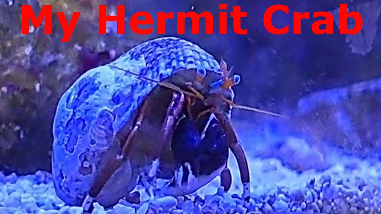 My Hermit Crab and Nassarius Snails