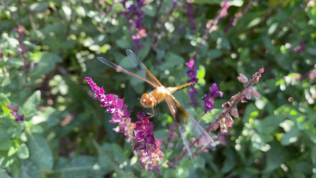 Dragonfly Beauty