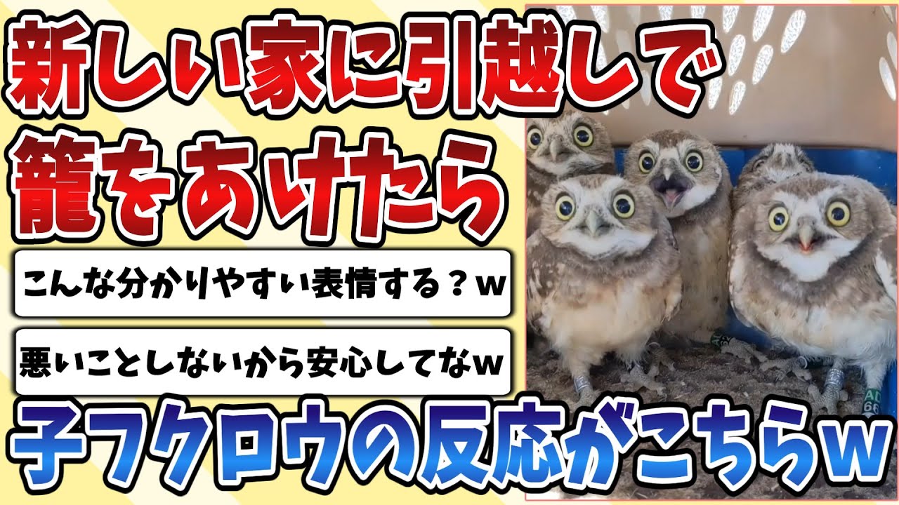 【2ch動物スレ】新しいお家えの引越しが完了したので主が籠をあけた結果、子供の【フクロウ】のリアクションが分かりやすすぎて可愛いｗｗｗ