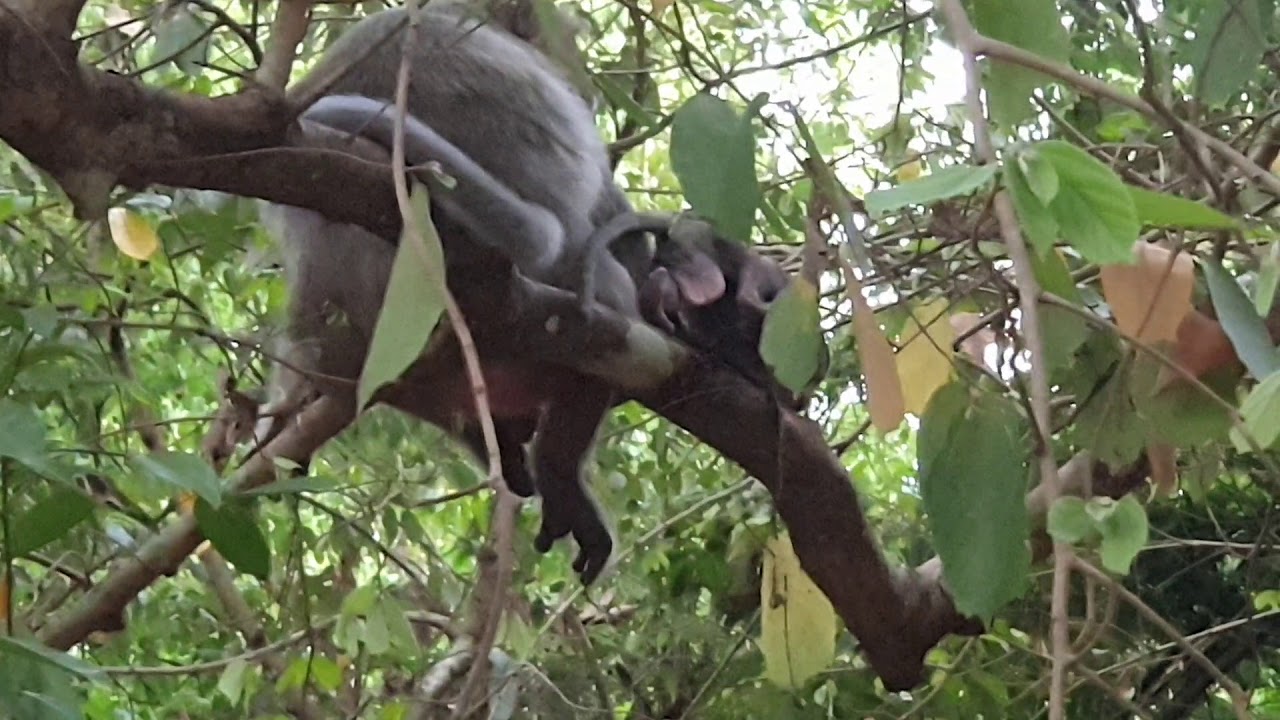 The Sample Life of the  Small Group of Angkor Monkey