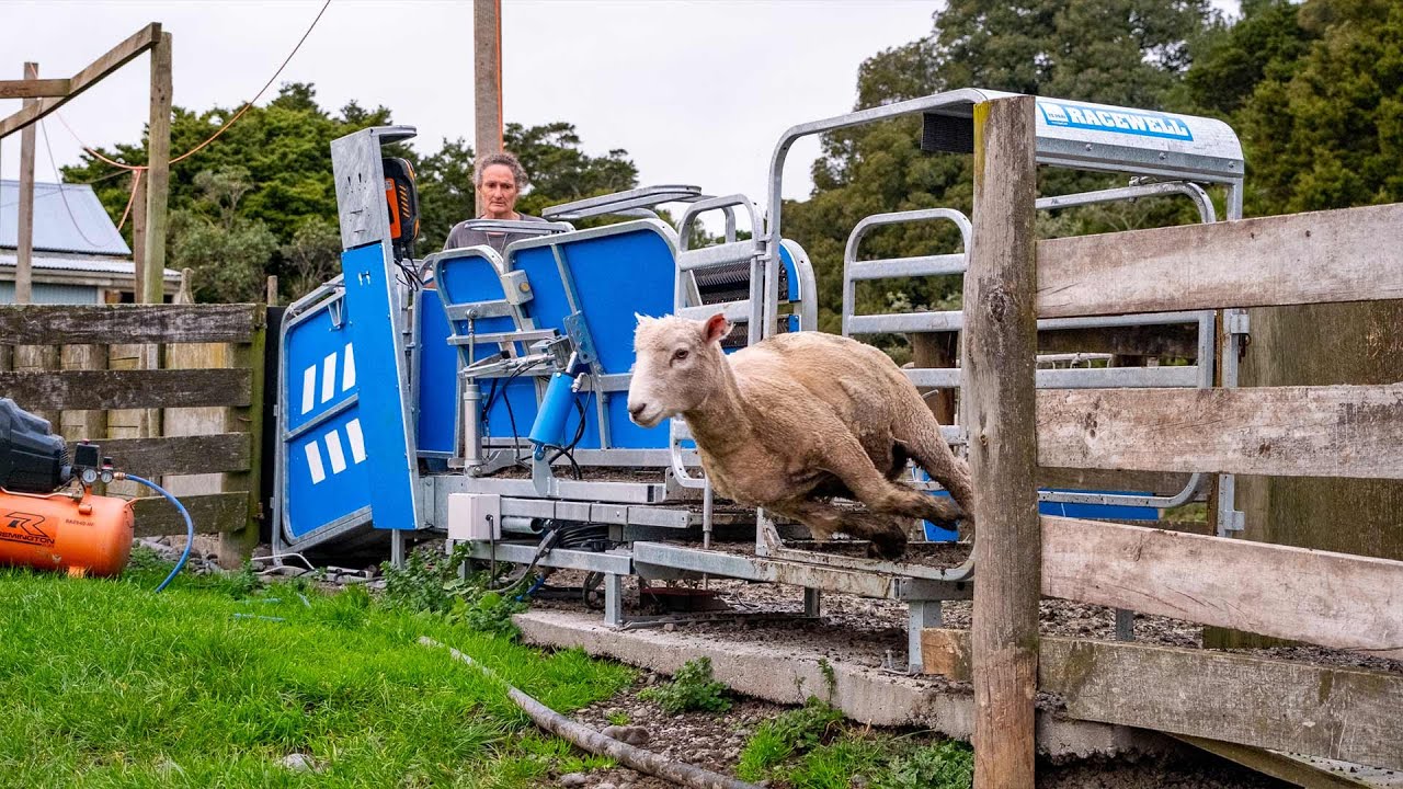 How quickly can you weigh and sort your sheep?