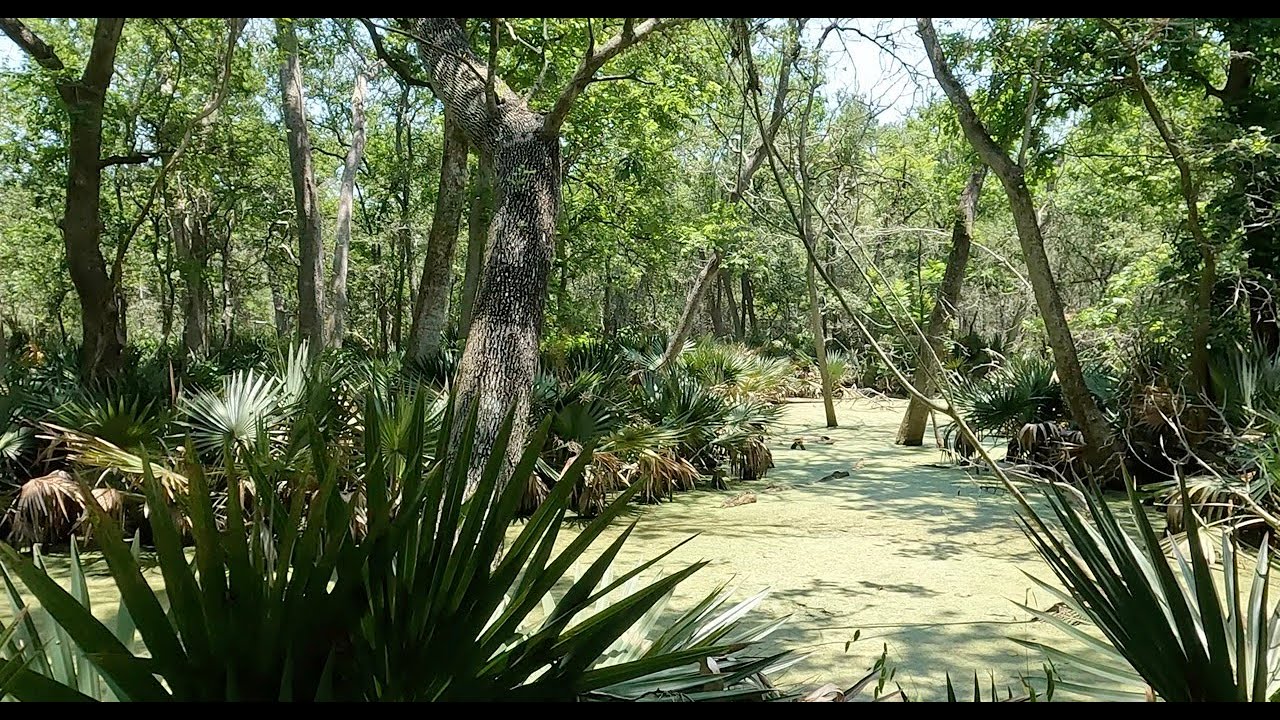 Palmetto State Park in Gonzales Texas & Cabin Tour
