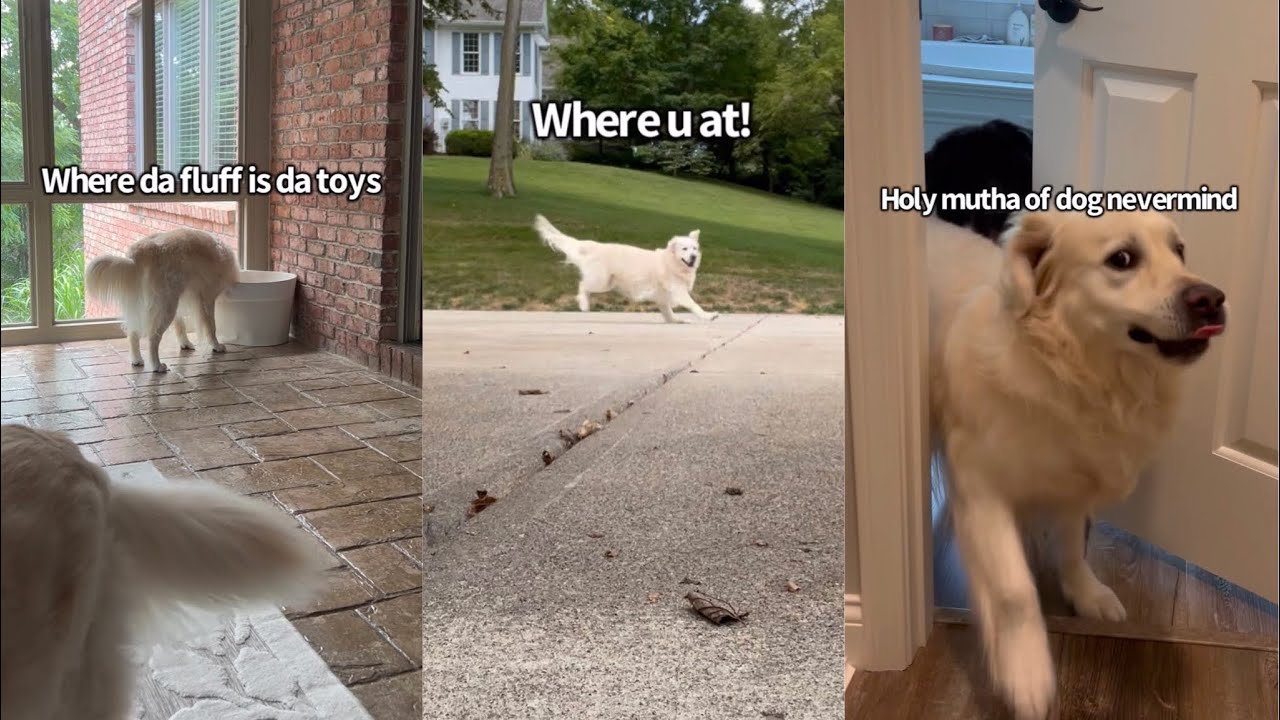 Dogs Toys Go Missing