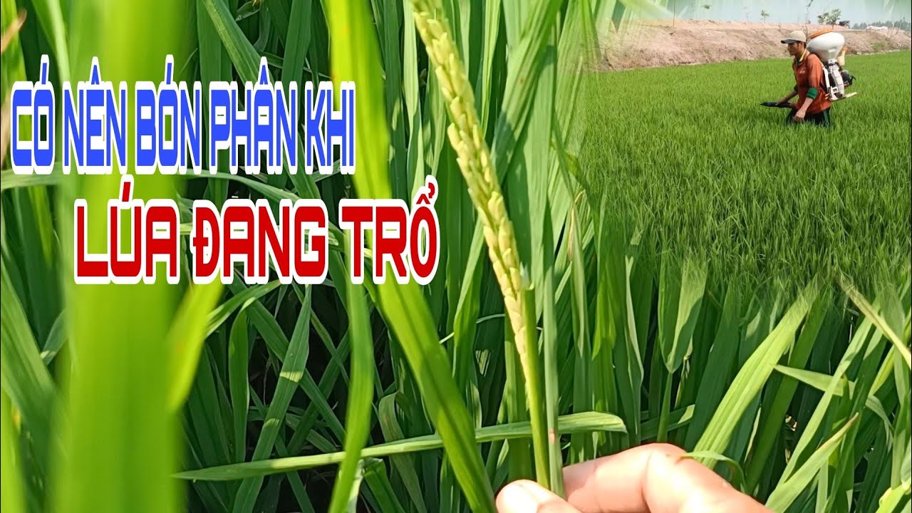 Có nên bón phân cho lúa khi lúa đang trổ lẹt xẹt | lê chung vlog