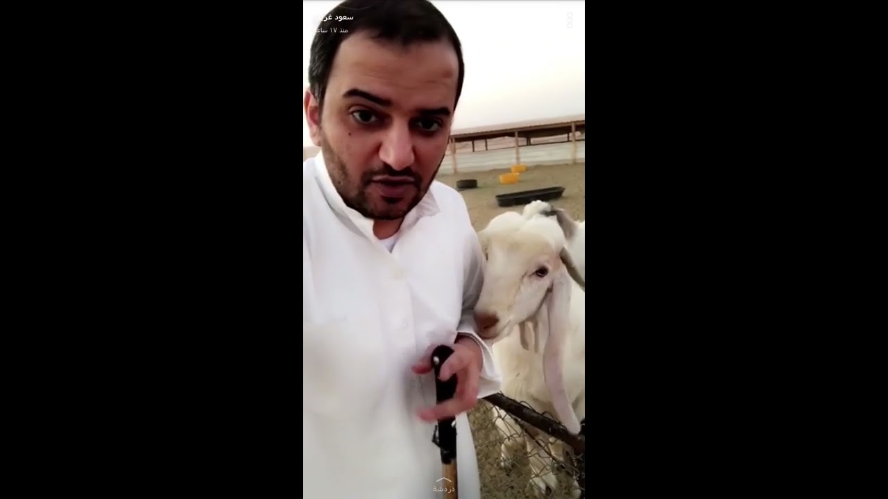 سعود غربي قصة اذبح الي ذبح كلب الغنم!!