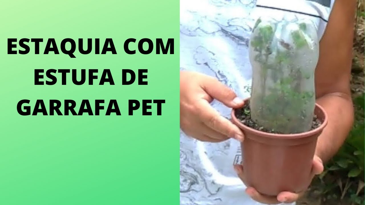 ESTAQUIA COM ESTUFA DE GARRAFA PET