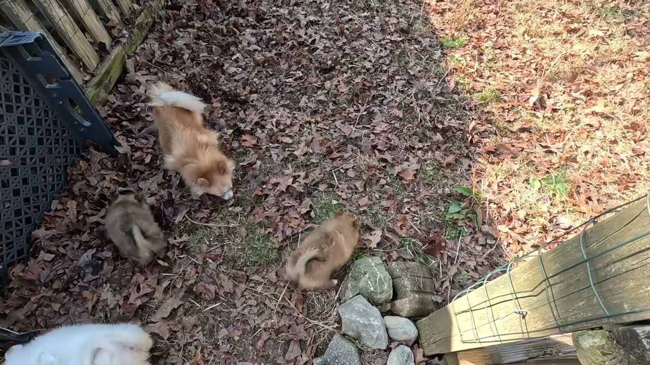 Winter Does Outside Zoomies with Her Puppies Day 55