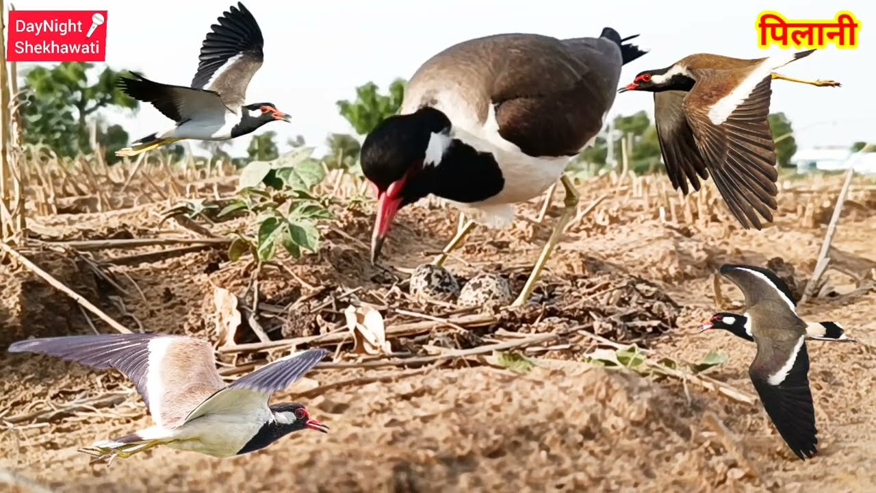 टिटहरी के अंडो और पारस पत्थर का रहस्य|| टिटहरी पारस पत्थर कहां से लाती है