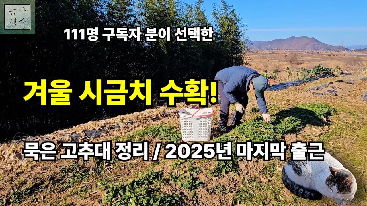 [EP.26]설문조사 1위 '시금치' 대수확! 고추대 정리하고 농막의 겨울나기 준비 끝