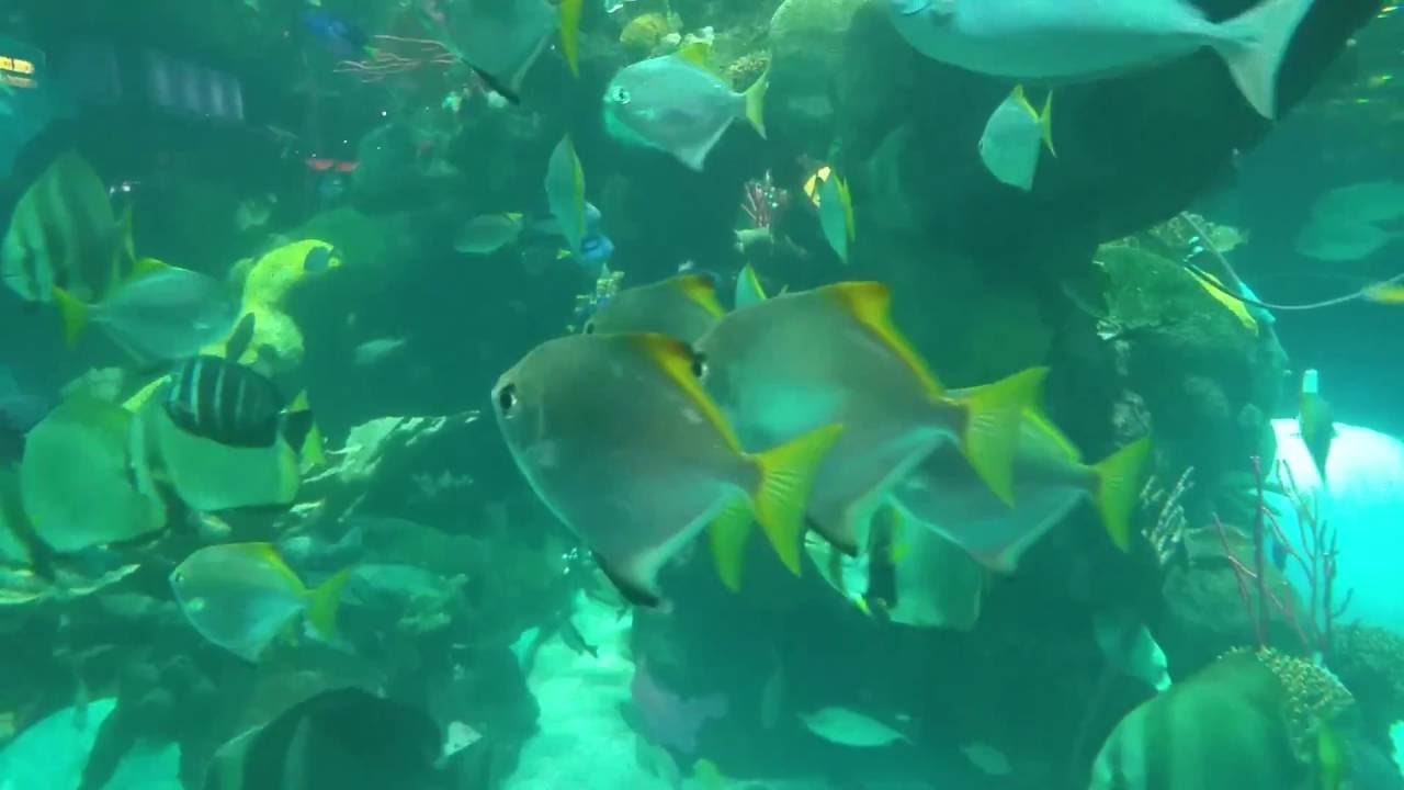 Spectacular Mono argentus  in the silverton aquarium