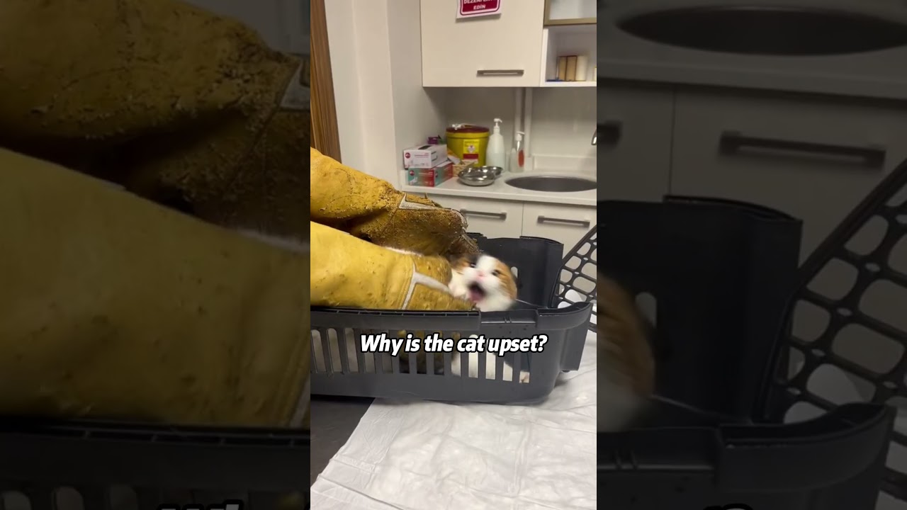 Вы знаете, почему кошки внезапно злятся? #кошка #кошки #злаякошка #смешнаякошка #любителькошек #м...