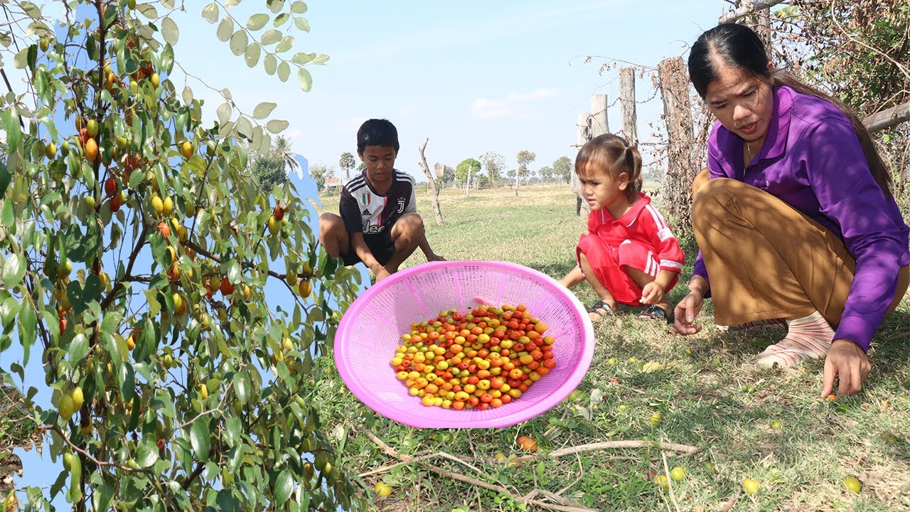 Little Boy And Girl Pick Jujube Fruit In Countryside | How To Cooking Jujube Fruit With Palm Sugar