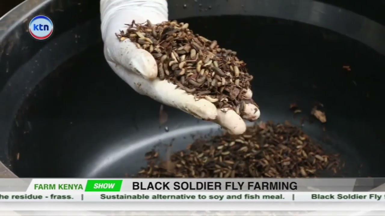 How to Start Profitable Black Soldier Fly Farming | Step-by-Step Guide, Farm Kenya