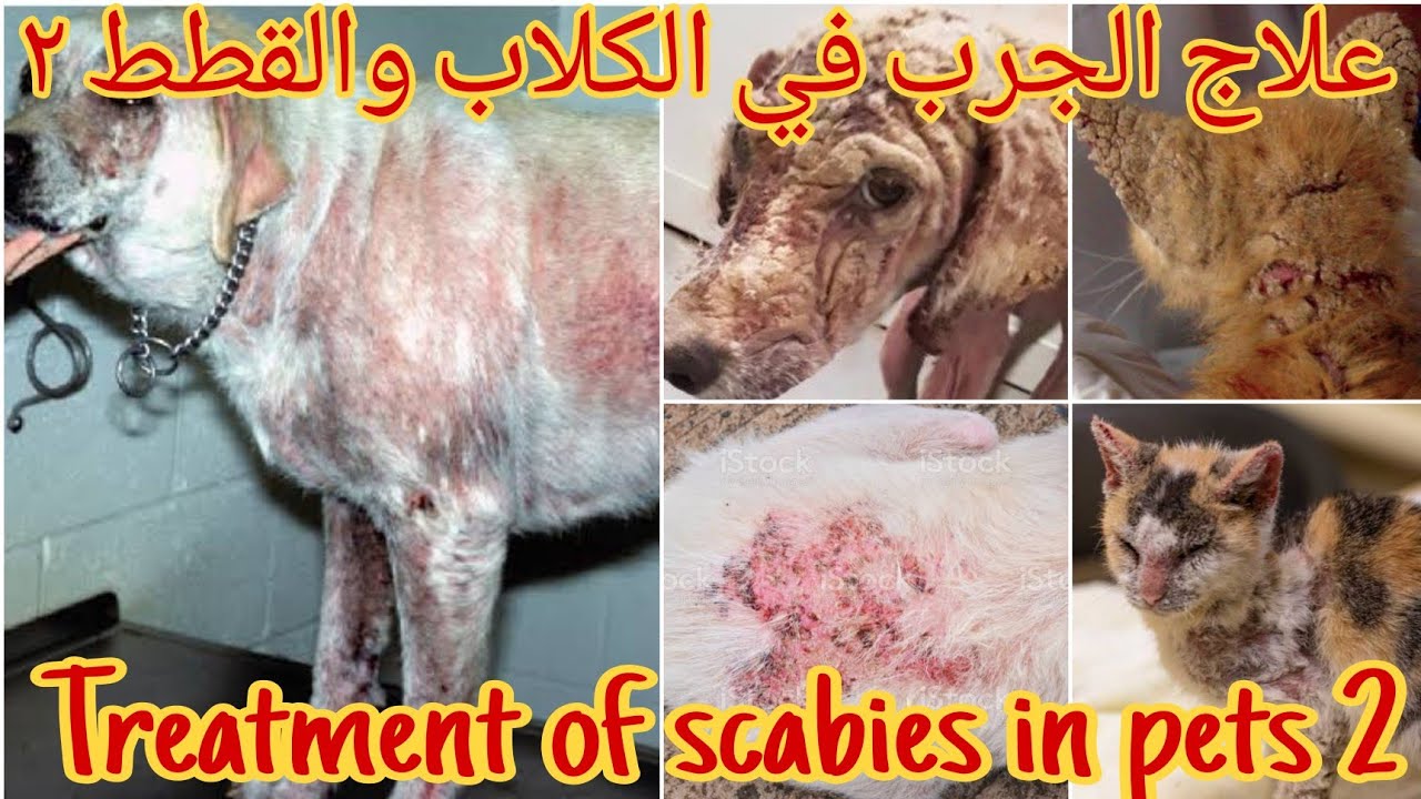 علاج الجرب في الكلاب والقطط الجزء التاني..الجرب معدي للانسان؟ treatment of scabies in pets