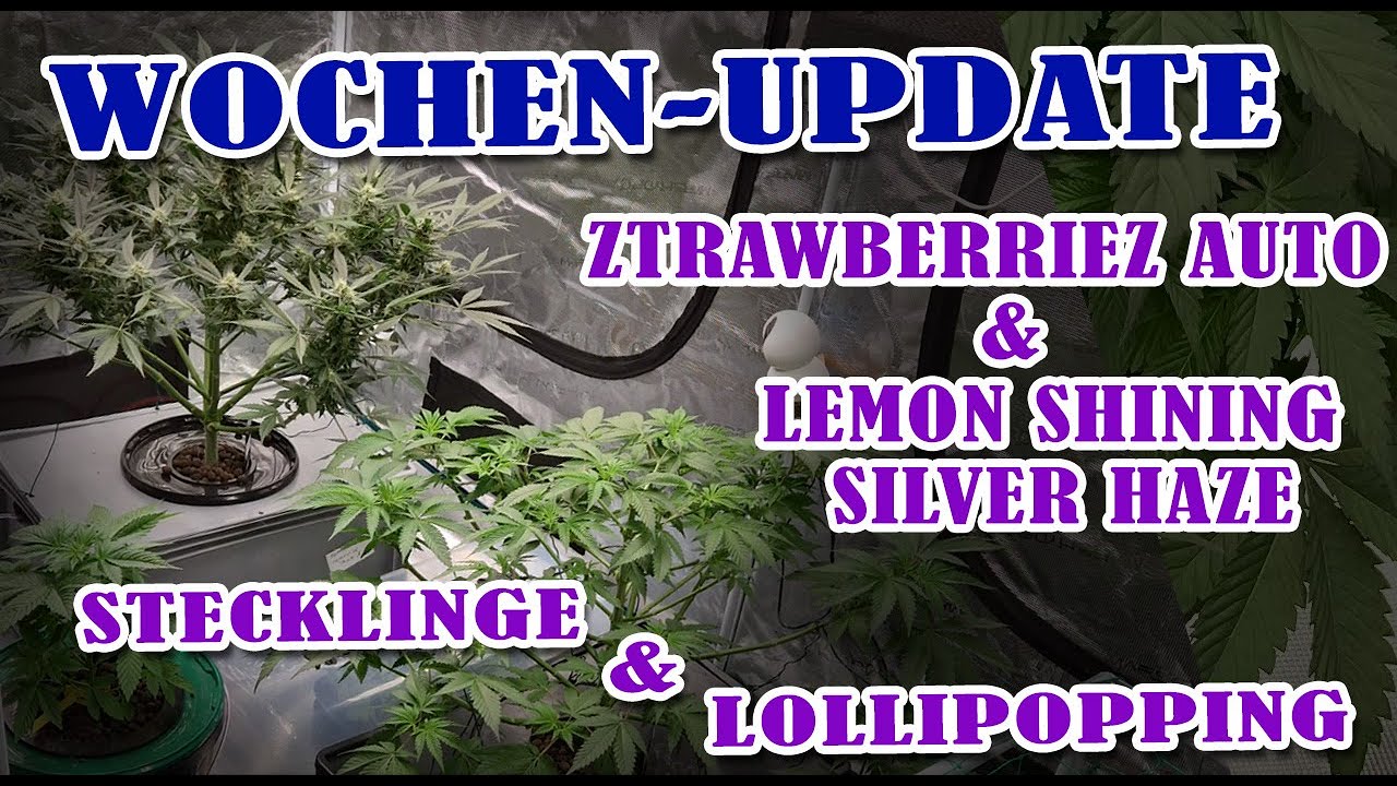 Wie schneide ich Stecklinge? Strawberry & Lemon Shining Silver Haze - Update 2024-34