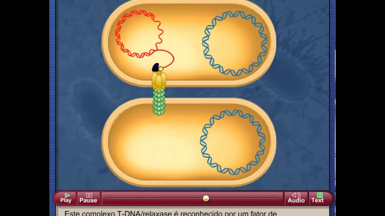 Conjuga&ccedil;&atilde;o bacteriana