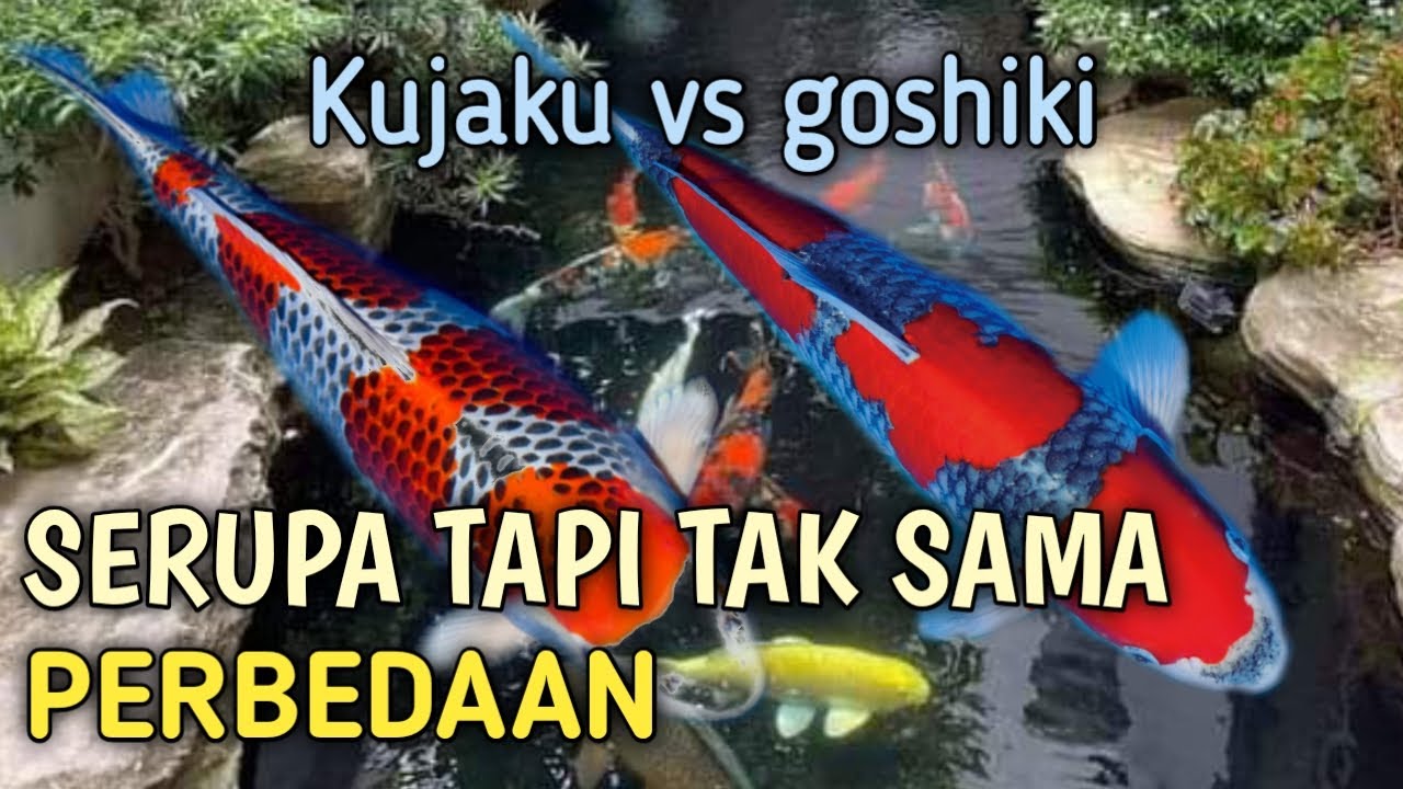 CARA MEMBEDAKAN KOI KUJAKU DAN GOSHIKI (Perbedaan) #2