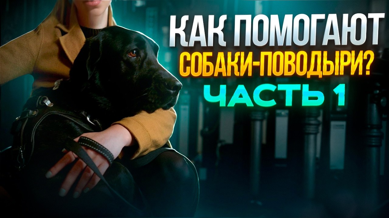 Как помогает собака-поводырь незрячему, и почему собака-проводник – нужна не всем?