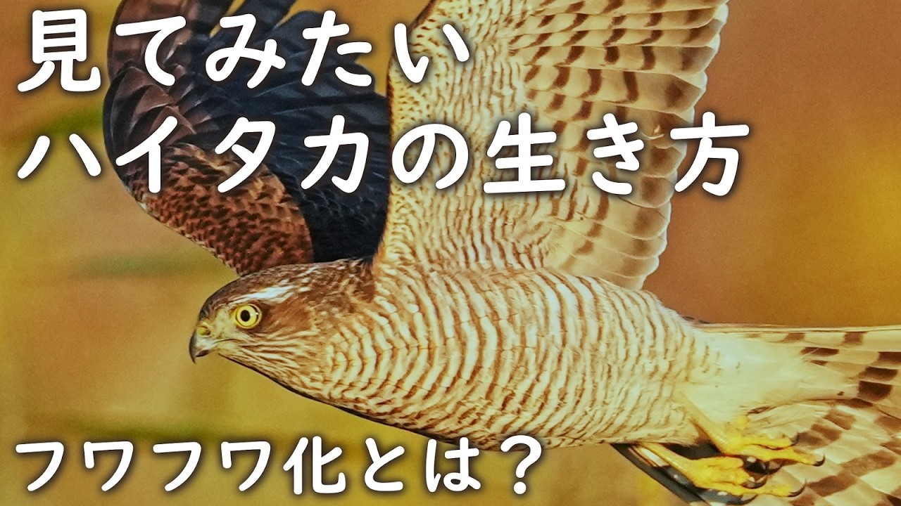 鷹の狩りムズい🦅霧のカラス対ハイタカ、フワフワ化とは？