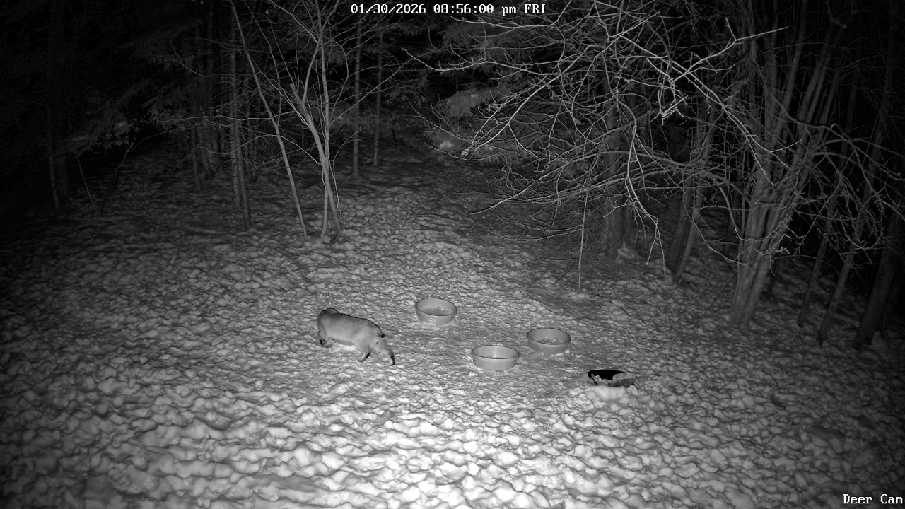 Bobcat 1-30-2026 8:55 PM