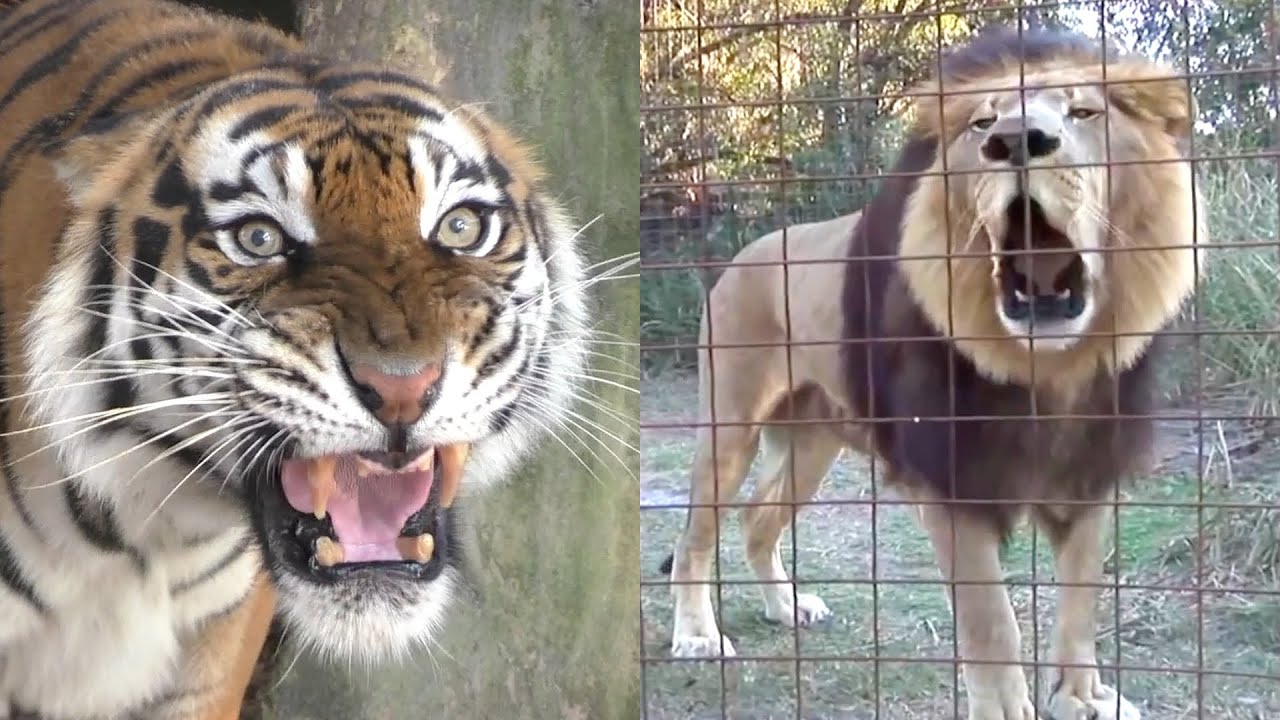 7 BIG Cat Sounds and What They Mean