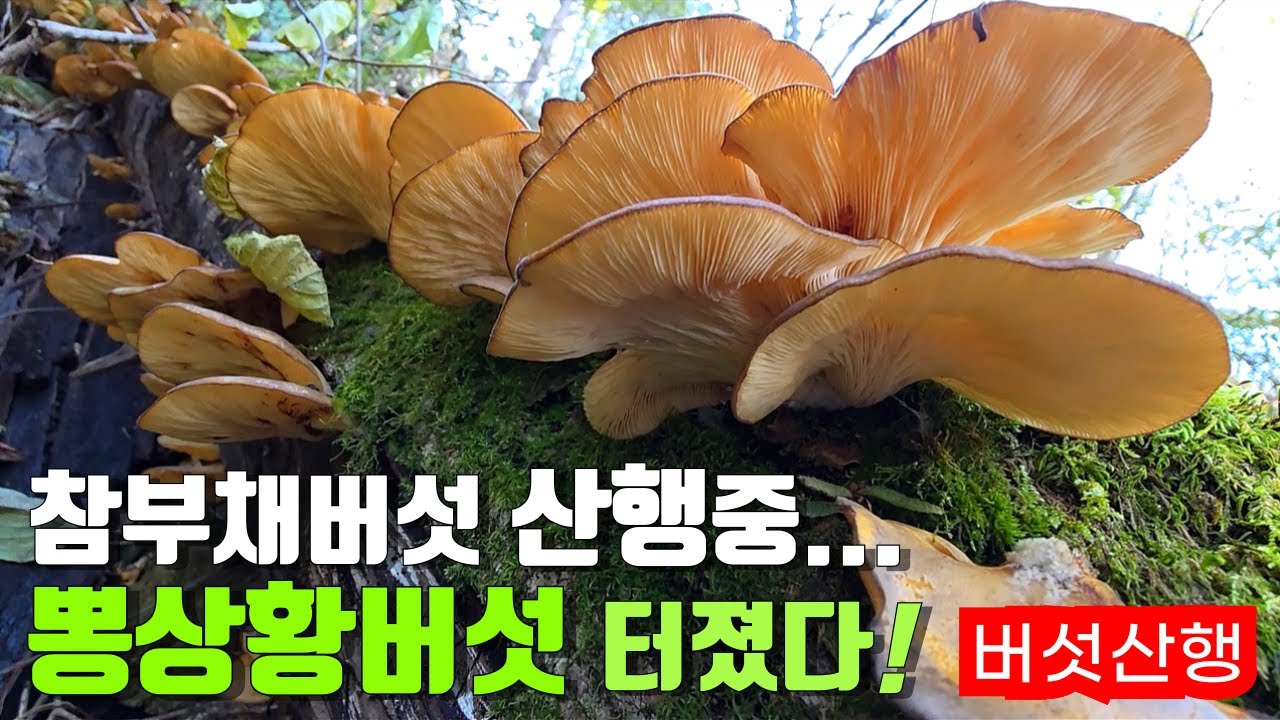 금보다 비싼 버섯들이 미친 듯이 터졌다! 죽기 전에 한번 볼까 말까 한 뽕나무 상황버섯까지~ 시골 강아지와 약초꾼의 산행 이야기! 야생 약초 버섯 진짜 방송 Country life