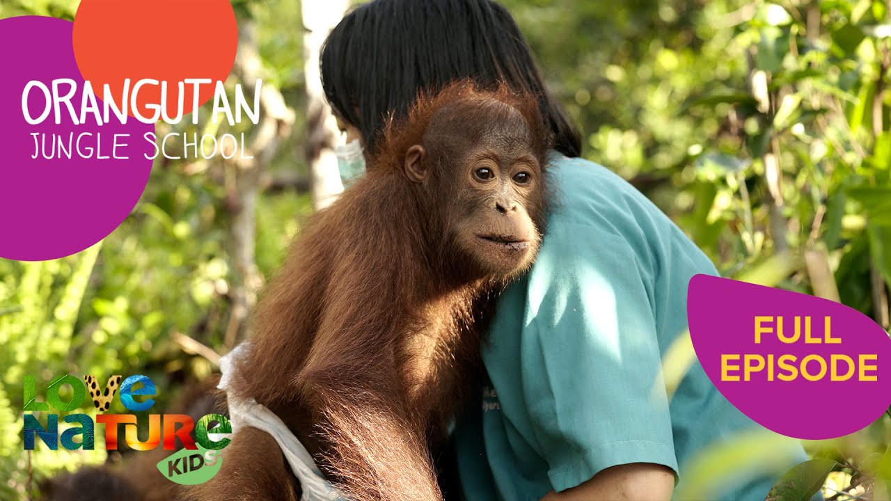 Handle with Care | Orangutan Jungle School 107