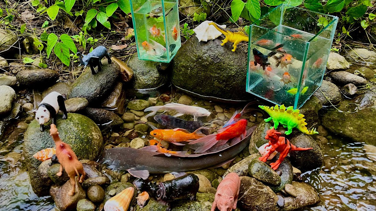 Amazing!!! Catch Colorful Aquarium Fish in Small Pond, Catfish, Neon Fish, Koi Fish, Angel Fish