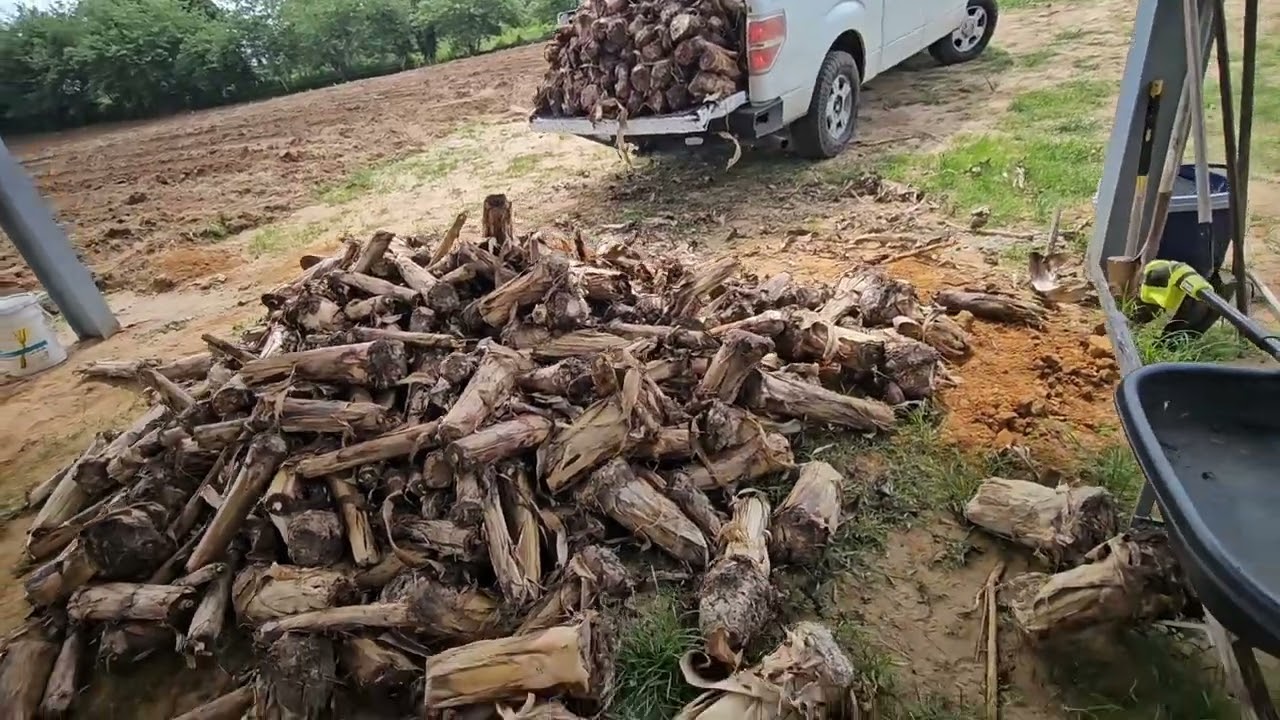 Sembramos mas de 1,000 Matas de Platanos en Puerto Rico #Platano #siembra  #jibaro #pr #sembrando