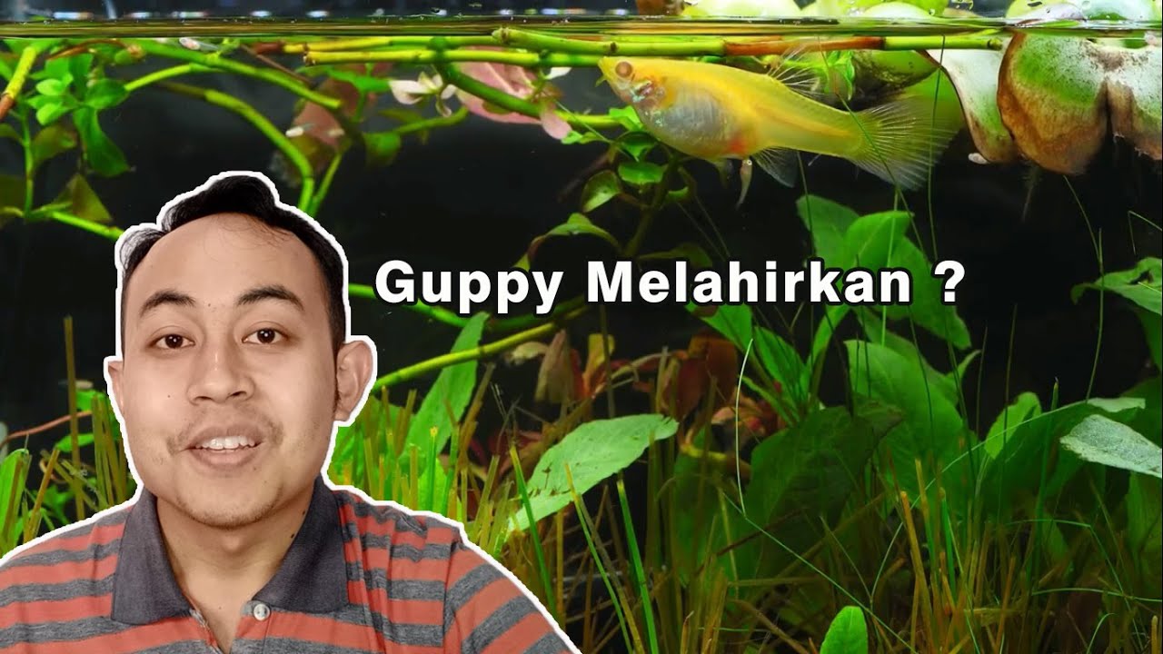 Guppy Melahirkan, Berapa Jumlah Anaknya ?